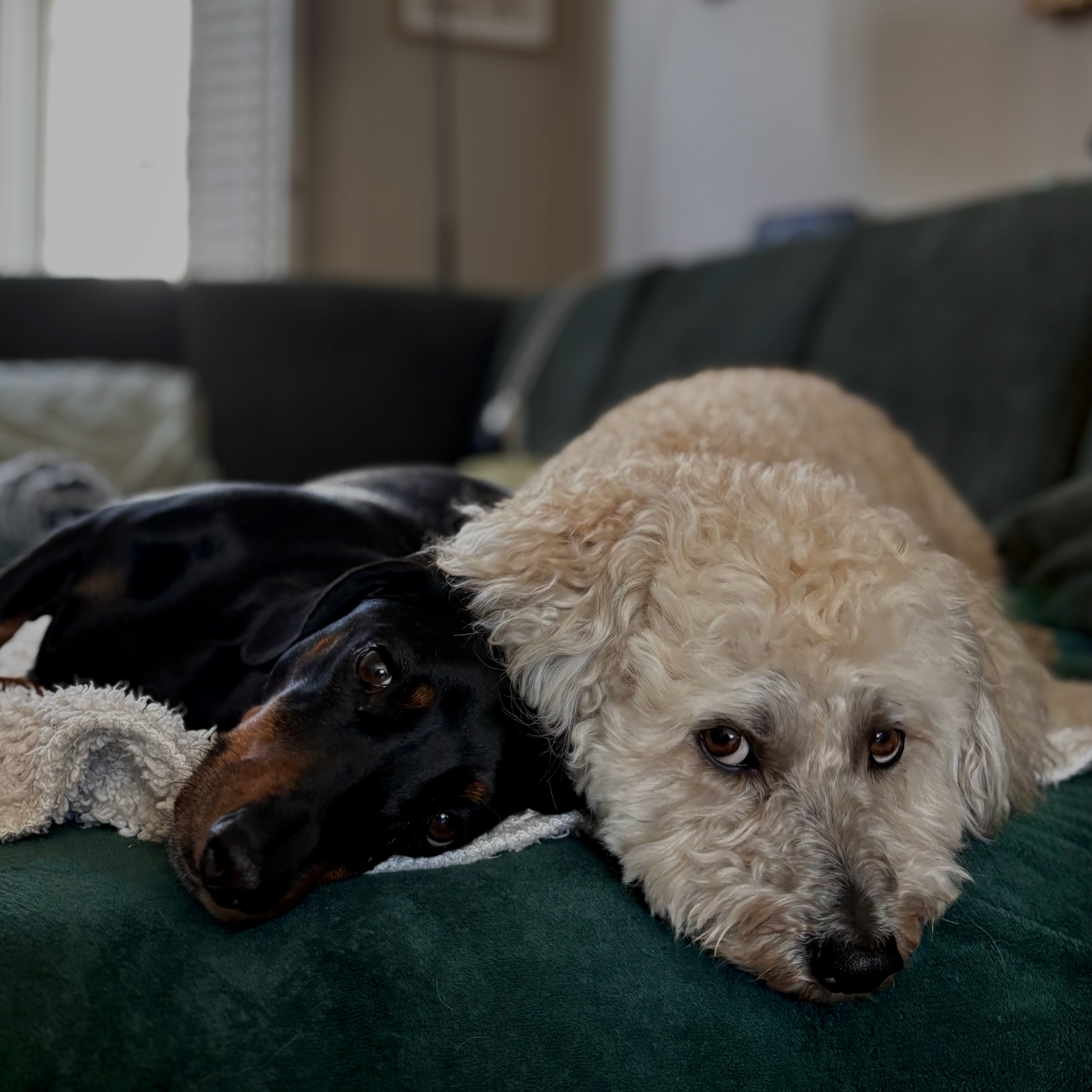 Two dogs resting together on a sofa