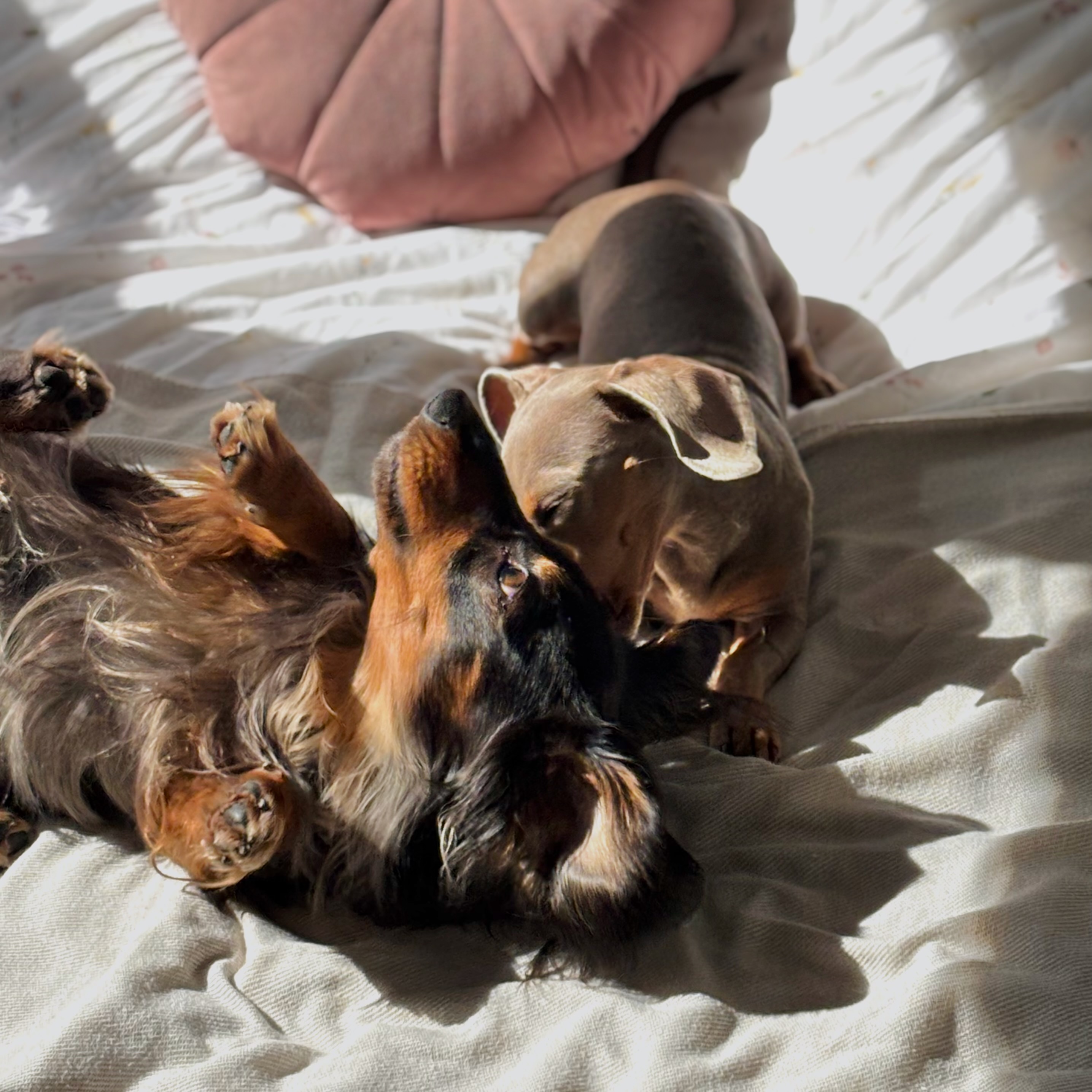 The pack · sofa hours