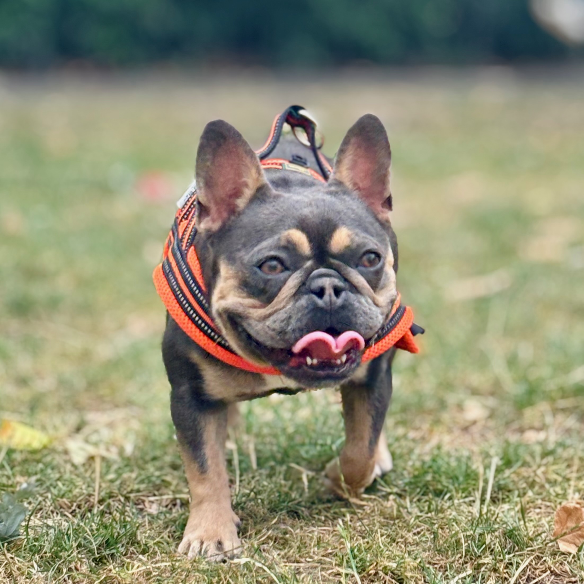 Walks